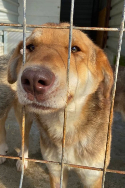 Hund sieht in die Kamera
