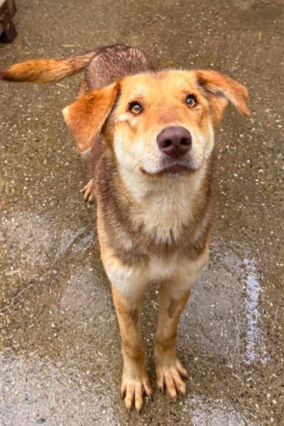 Hund sieht in die Kamera