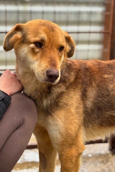 Hund sieht in die Kamera