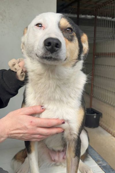 Dreifarbige Hündin schaut in die Kamera