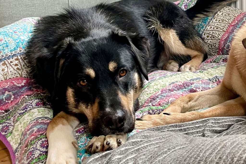 Lyka liegt auf dem Boden der Pflegestelle