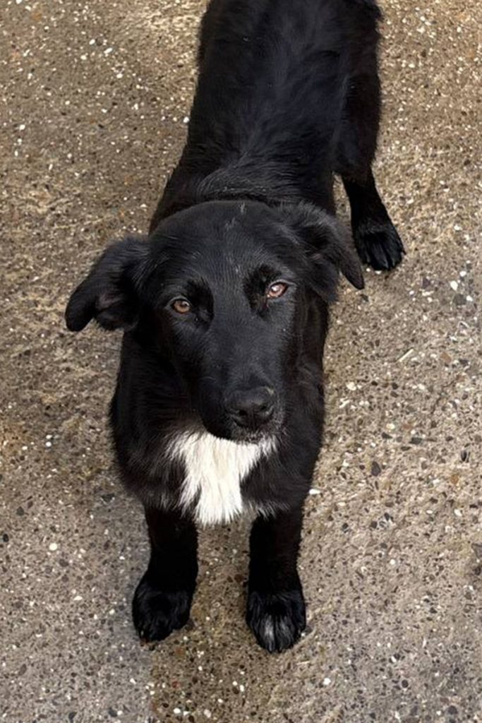 Die schwarze Cherry schaut keck in die Kamera