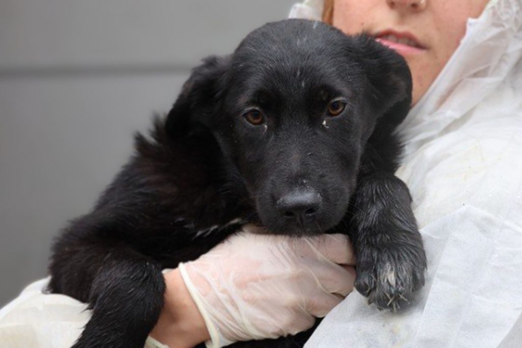 Die schwarze Cherry wird auf dem Arm gehalten