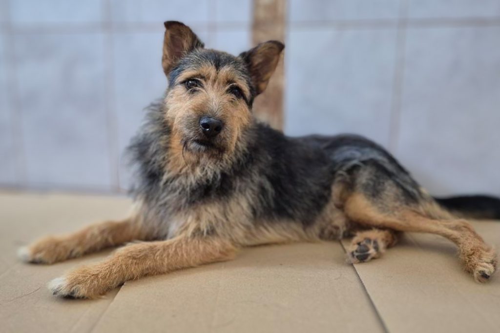 Nuuki liegt im Shelter auf dem Boden und schaut etwas traurig in die Kamera