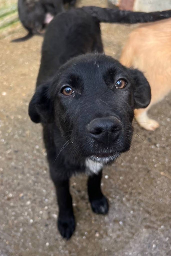 Die schwarze Cherry schaut keck in die Kamera
