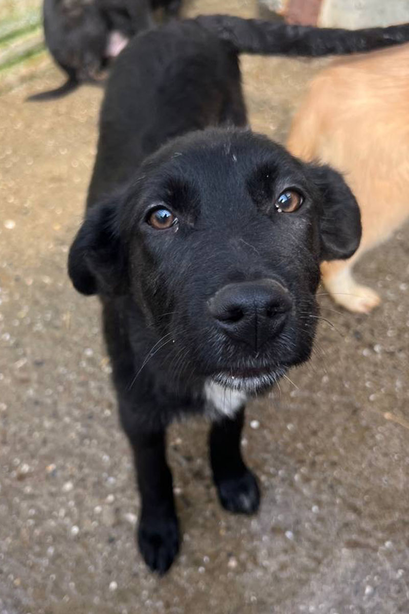 Die schwarze Cherry schaut keck in die Kamera