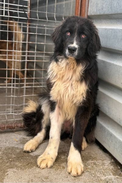 Schwarzweißer Hund sitzt in der Ecke im Tierheim und schaut in die Kamera