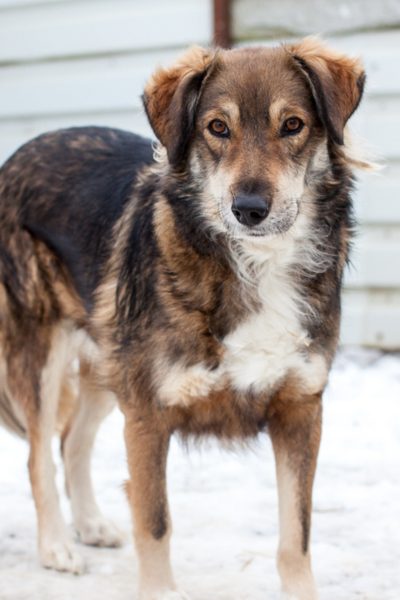Brauner Hund mit weißer Brust steht im Schnee und schaut in die Kamera