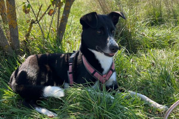 Hündin Ella liegt im Gras und schaut aufmerksam zur Seite.