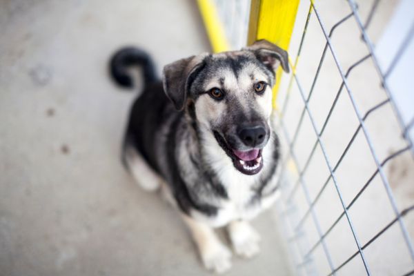 Rosine als Welpe im Tierheim.