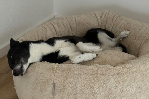 Tierschutzhündin Ella liegt entspannt im Körbchen.