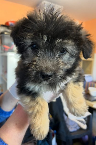 Rose sieht lieb und brav in die Kamera