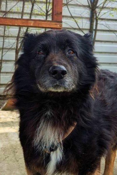 Senior Rüde Bodhi liegt auf dem Boden und schaut in Kamera.