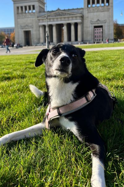 Hündin Ella liegt im Gras und schnüffelt.