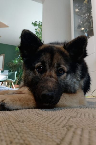 Hündin Josie hat ihren Kopf auf ihrer Pfote abgelegt.