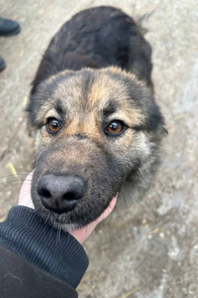 Josie wird unter dem Kinn gestreichelt.