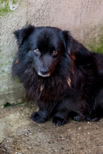 Rüde Mori schaut in die Kamera.