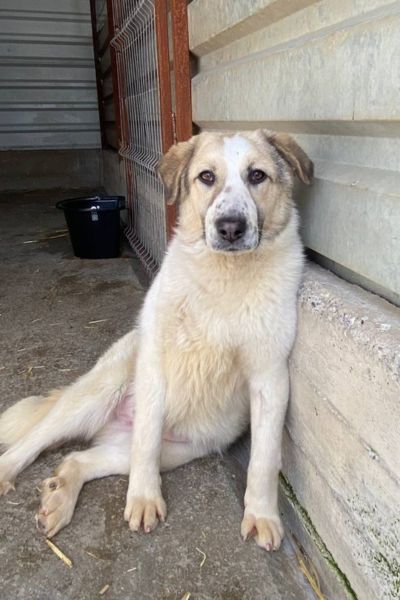 Hündin Nalah sitzt an die Wand gelehnt.