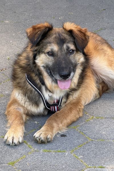 Pflegehund Paul liegt und hechelt.