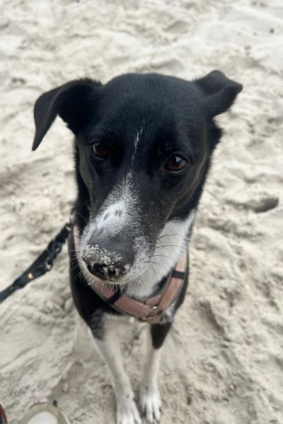 Hündin Ella sitzt im Sand und hat Sand auf der Nase.
