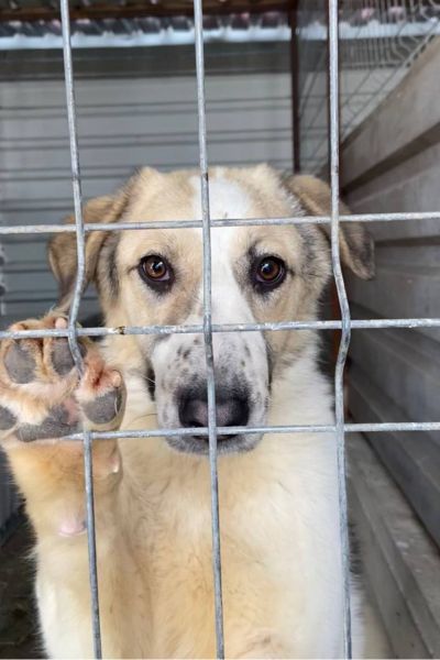 Hündin Nalah schaut traurig durchs Gitter.
