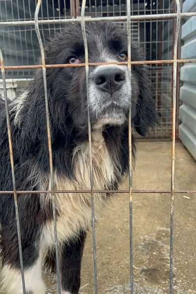 Schwarzweißer Hund steckt Schnauze ins Gitter und schaut in die Kamera