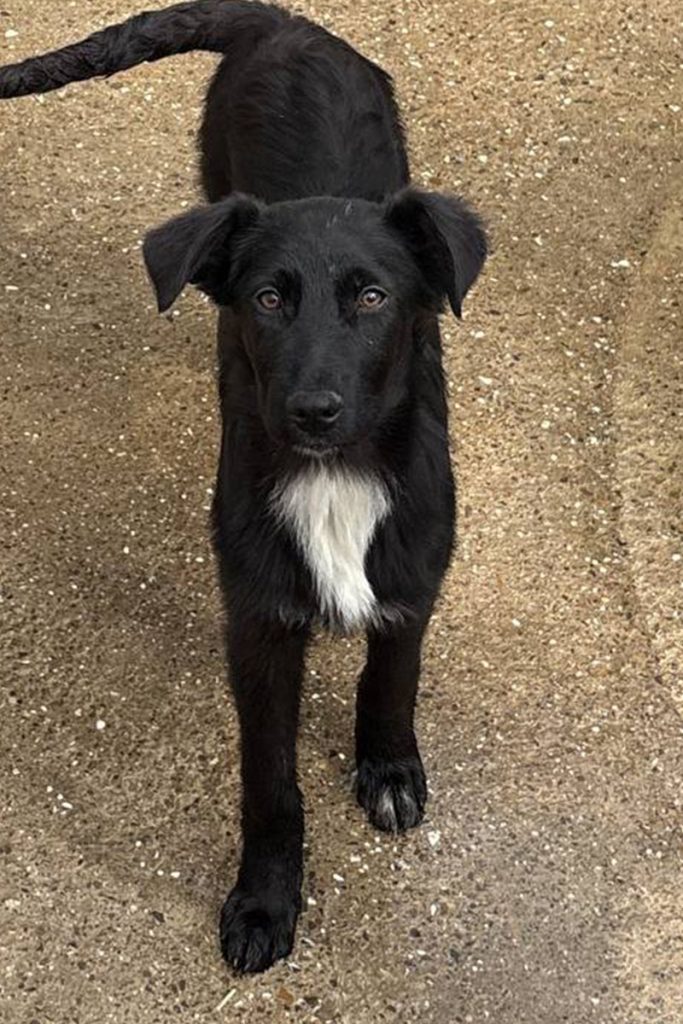 Die schwarze Cherry schaut keck in die Kamera