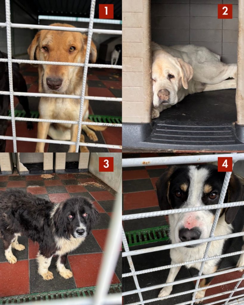 tötungsstation-rumänien-märz-2026-hunde-hunderettung-europa1