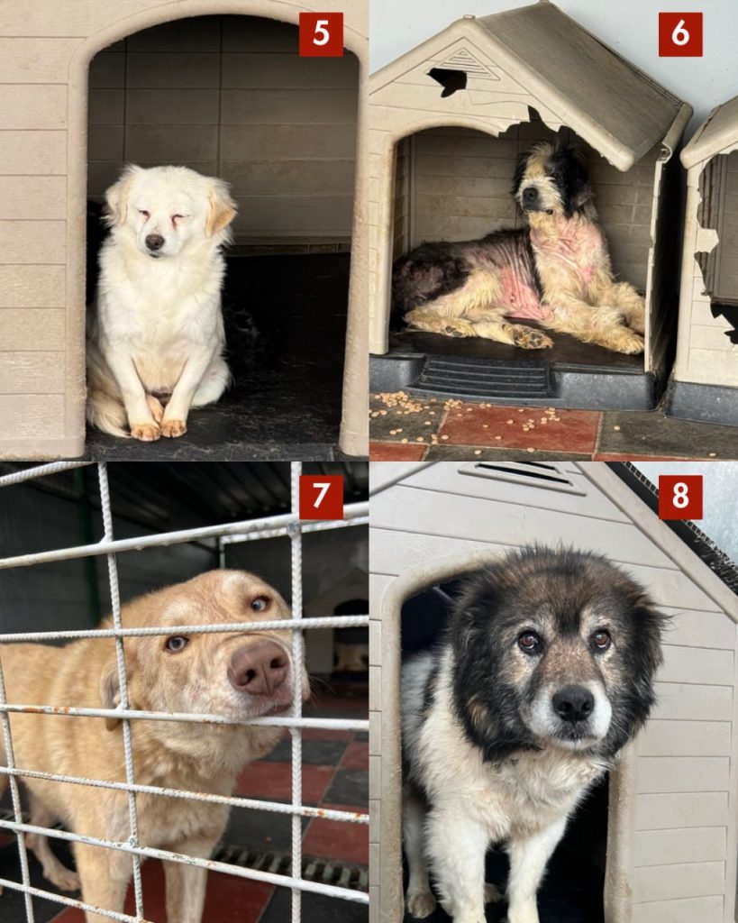 tötungsstation-rumänien-märz-2026-hunde-hunderettung-europa2