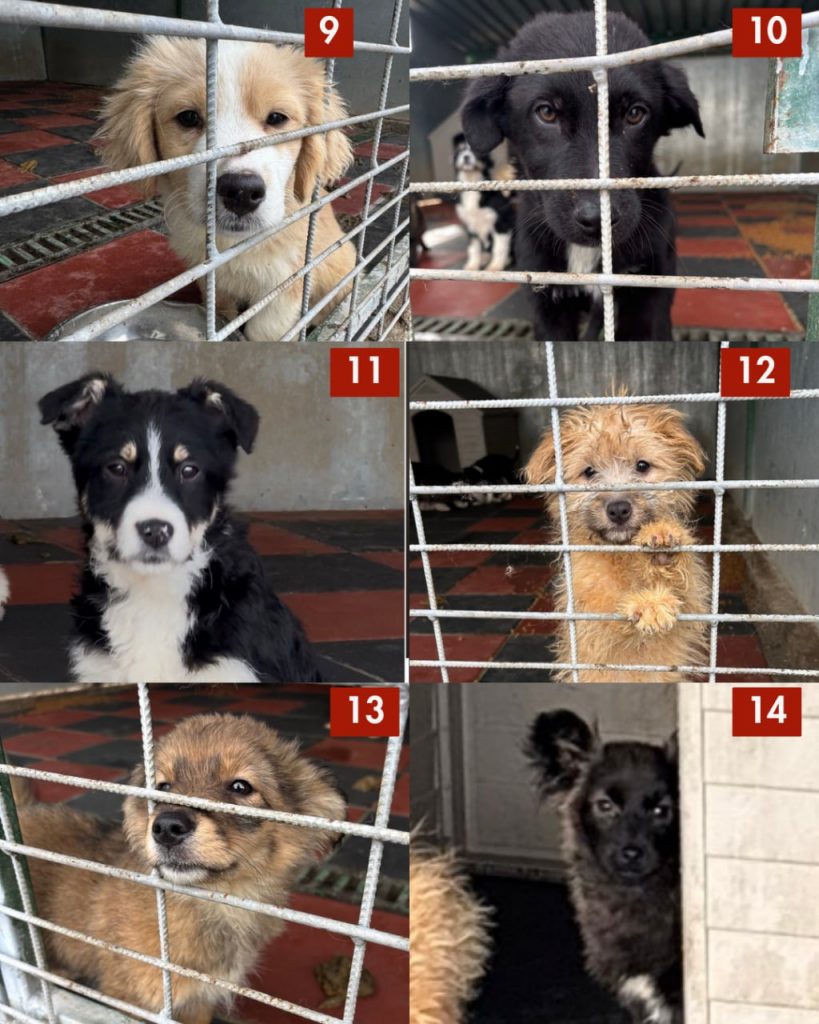 tötungsstation-rumänien-märz-2026-hunde-hunderettung-europa3