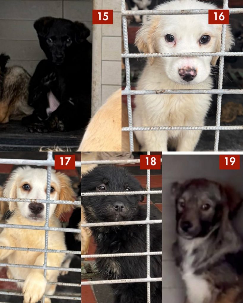 tötungsstation-rumänien-märz-2026-hunde-hunderettung-europa4