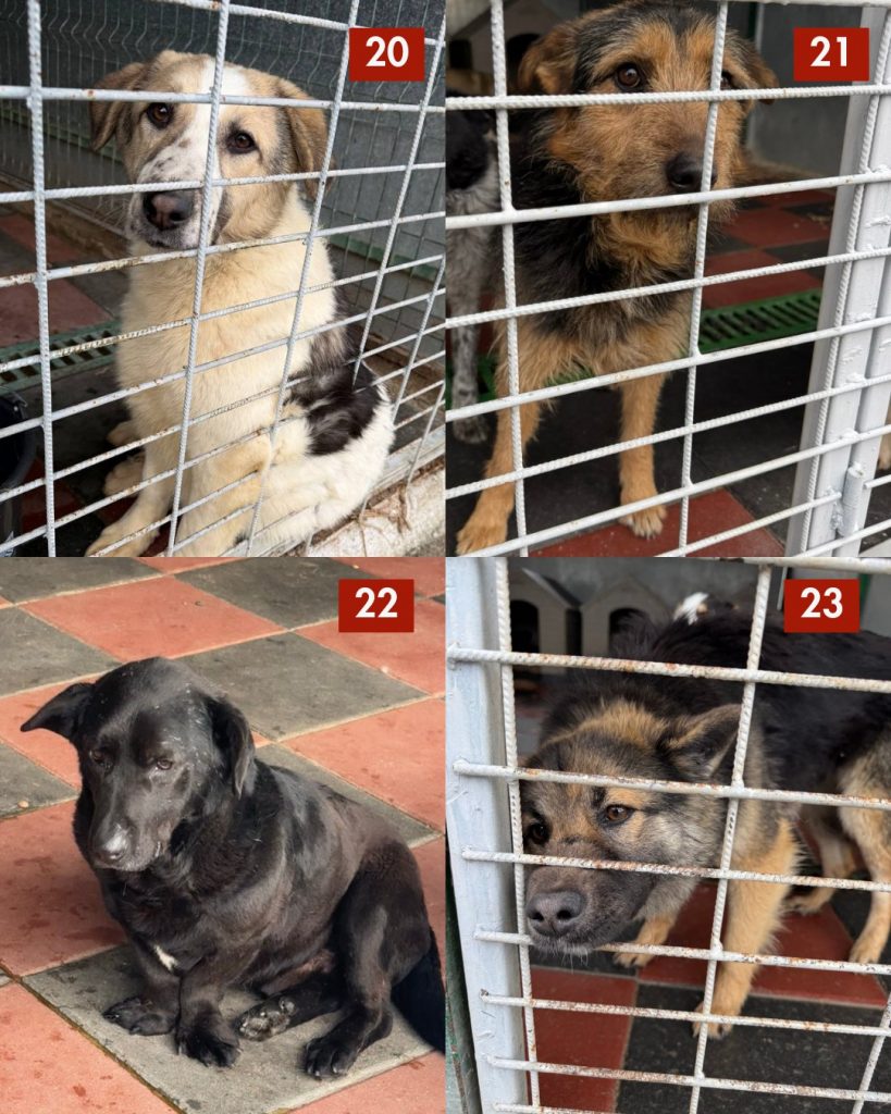 tötungsstation-rumänien-märz-2026-hunde-hunderettung-europa5