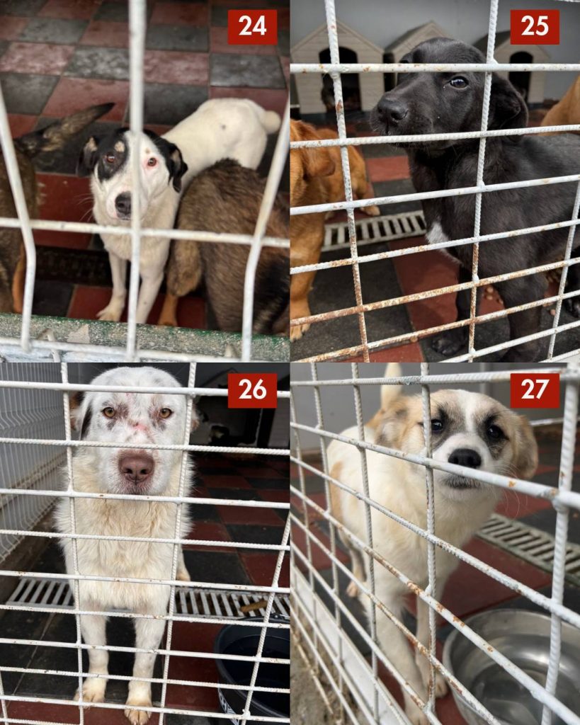 tötungsstation-rumänien-strassenhunde-märz-2026-hunde-hunderettung-europa1