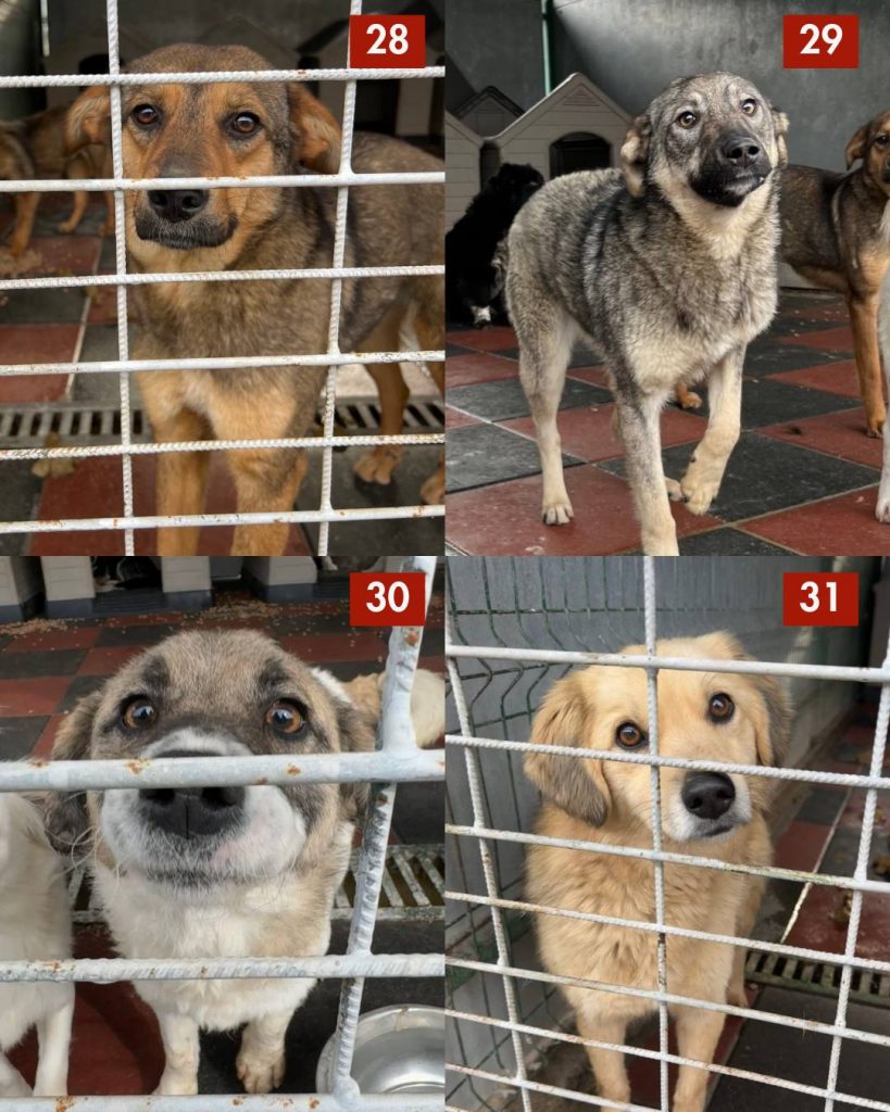 tötungsstation-rumänien-strassenhunde-märz-2026-hunde-hunderettung-europa2