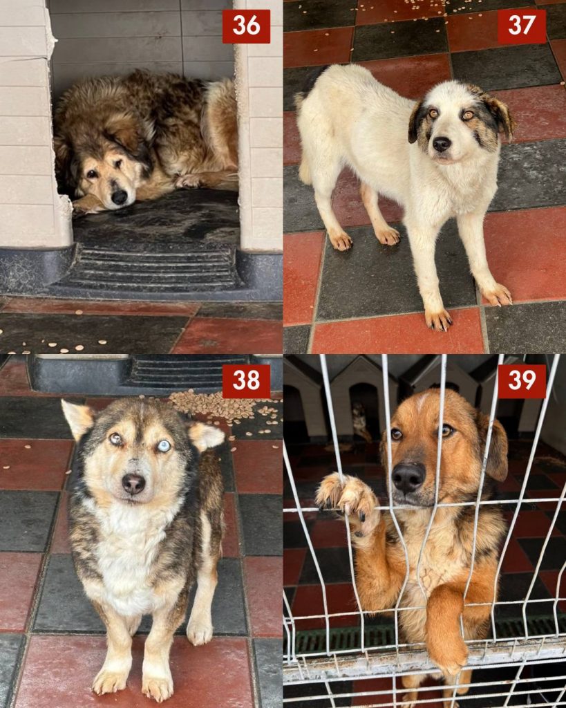 tötungsstation-rumänien-strassenhunde-märz-2026-hunde-hunderettung-europa3