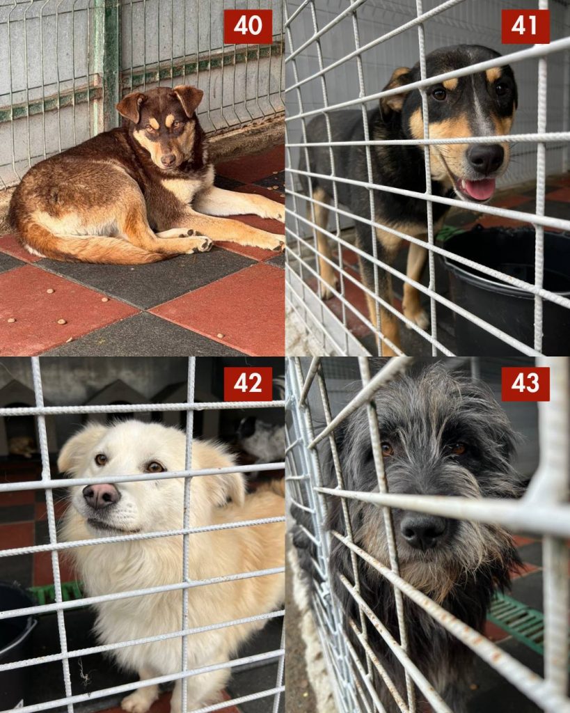 tötungsstation-rumänien-strassenhunde-märz-2026-hunde-hunderettung-europa4