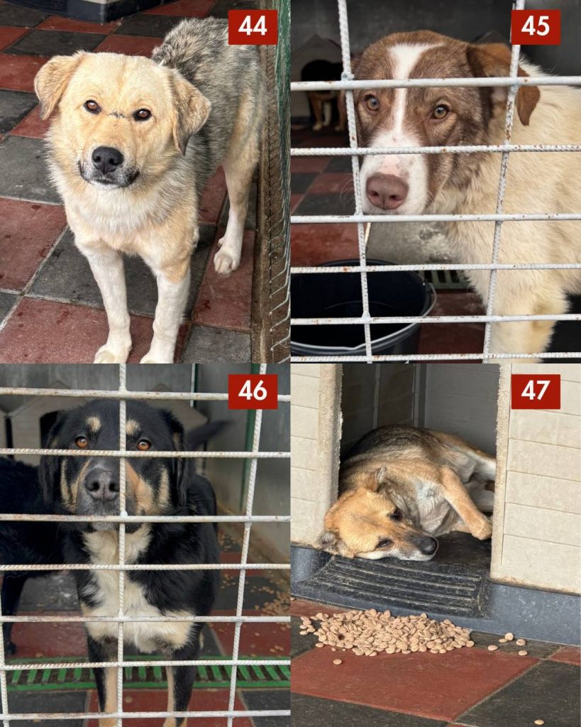 tötungsstation-rumänien-strassenhunde-märz-2026-hunde-hunderettung-europa5