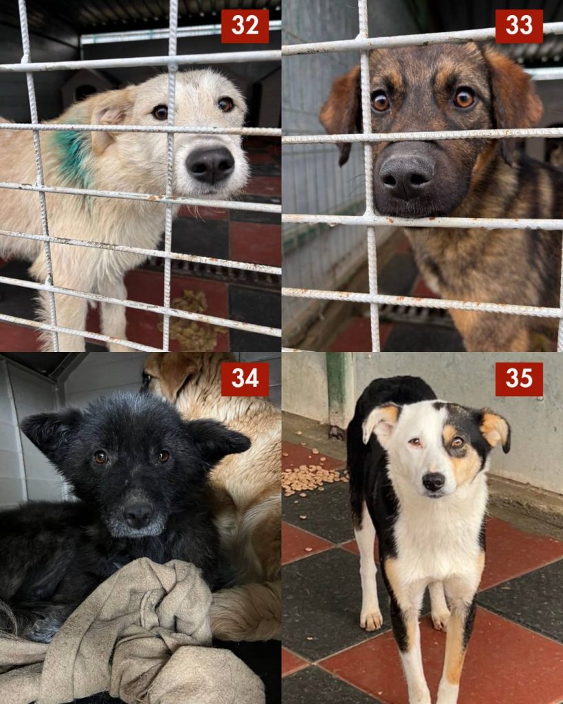 tötungsstation-rumänien-strassenhunde-märz-2026-hunde-hunderettung-europa6