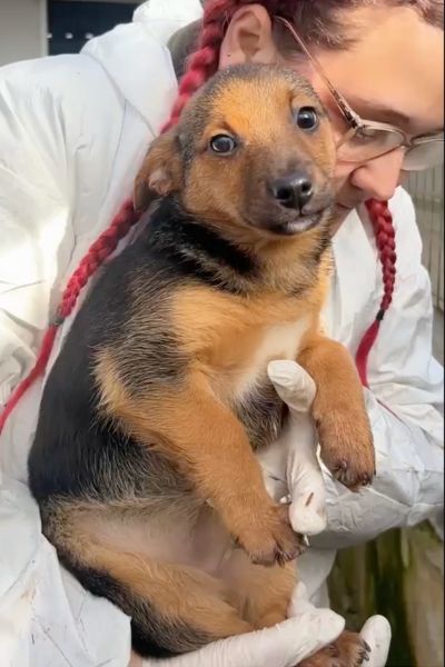 Welpenmädchen Praline ist auf dem Arm einer Pflegerin und schaut in die Kamera.