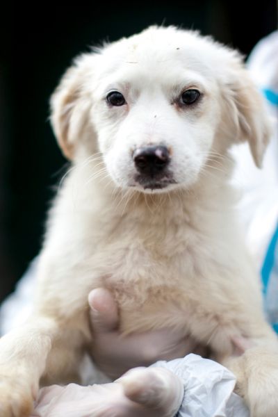 Welpe Apple ist auf dem Arm einer Pflegerin.