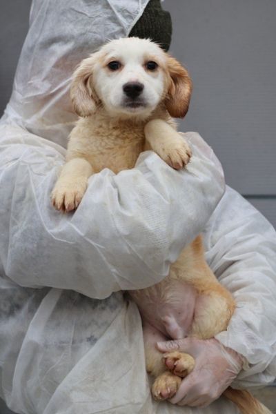 Der braun-weiße Welpe Broccoli schaut in die Kamera.