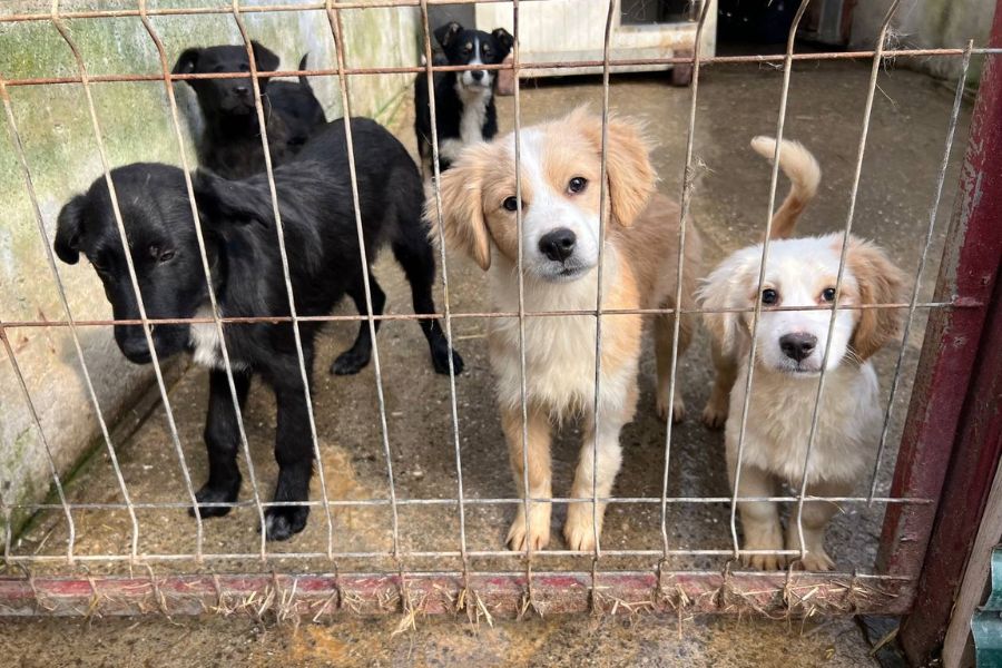 Der braun-weiße Welpe Broccoli schaut in die Kamera.