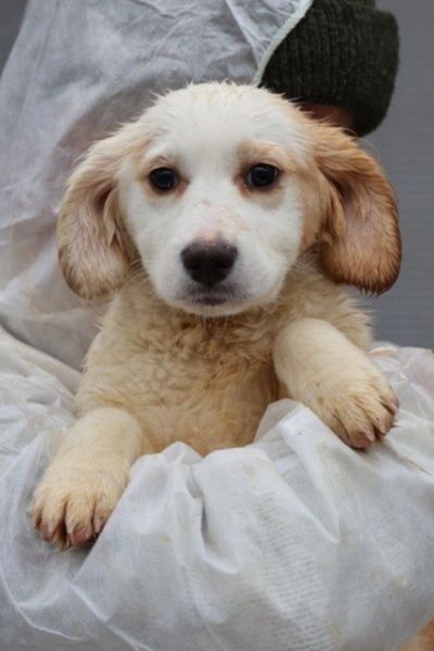Der braun-weiße Welpe Broccoli schaut in die Kamera.