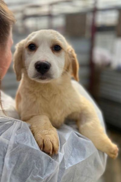 Der braun-weiße Welpe Broccoli schaut in die Kamera.