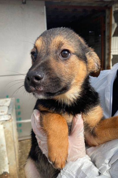 Der schwarz-braune Welpe Cheesecake schaut in die Kamera.