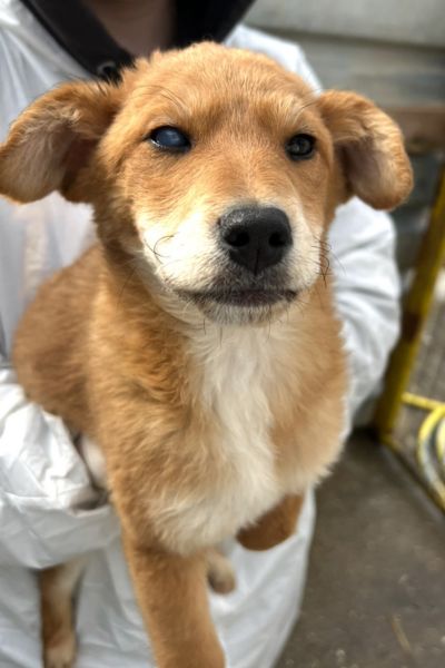 Emile, Welpenmädchen mit rotbraunem Fell