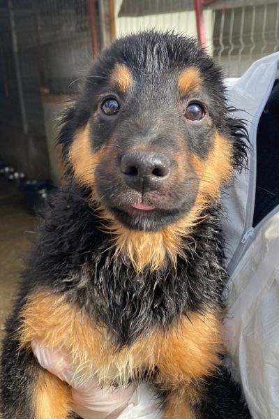 Der schwarz-braune Welpe Gelato schaut in die Kamera.
