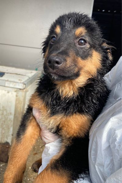 Der schwarz-braune Welpe Gelato schaut in die Kamera.