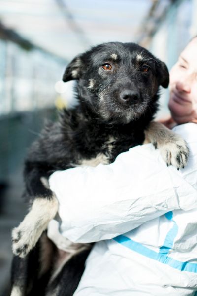 Schwarzer Hund auf dem Arm eines Menschen