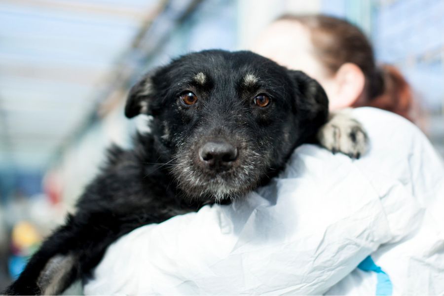 Schwarzer Hund auf dem Arm eines Menschen